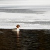 Morcak velky - Mergus merganser - Common Merganser 3004u